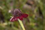 Grassleaf coneflower